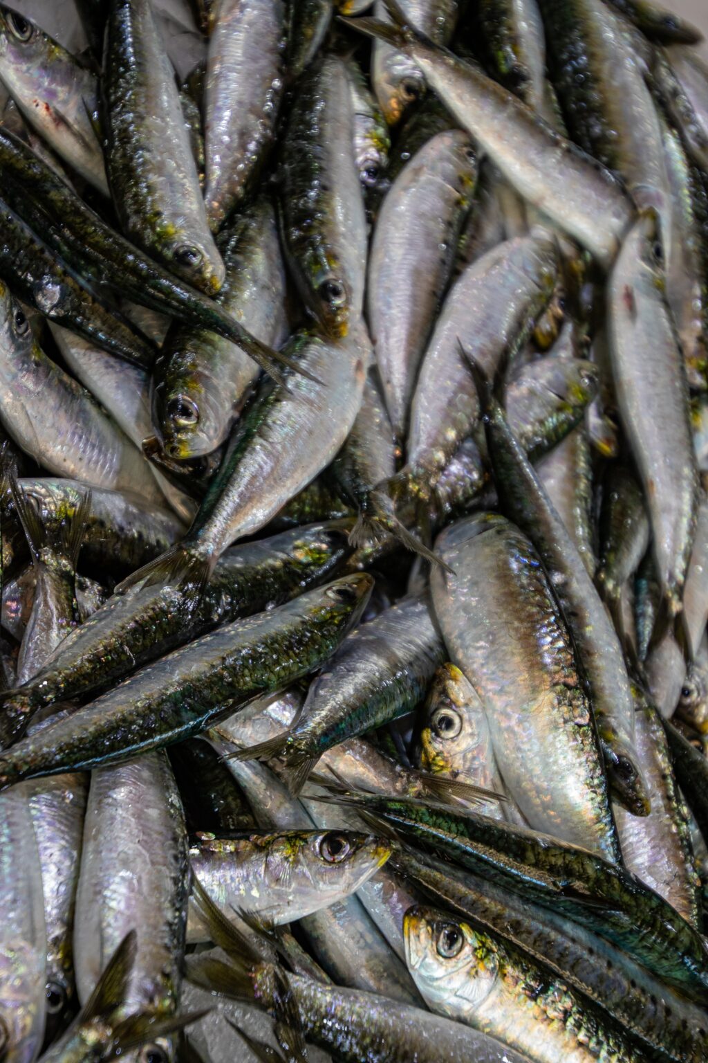 Fish